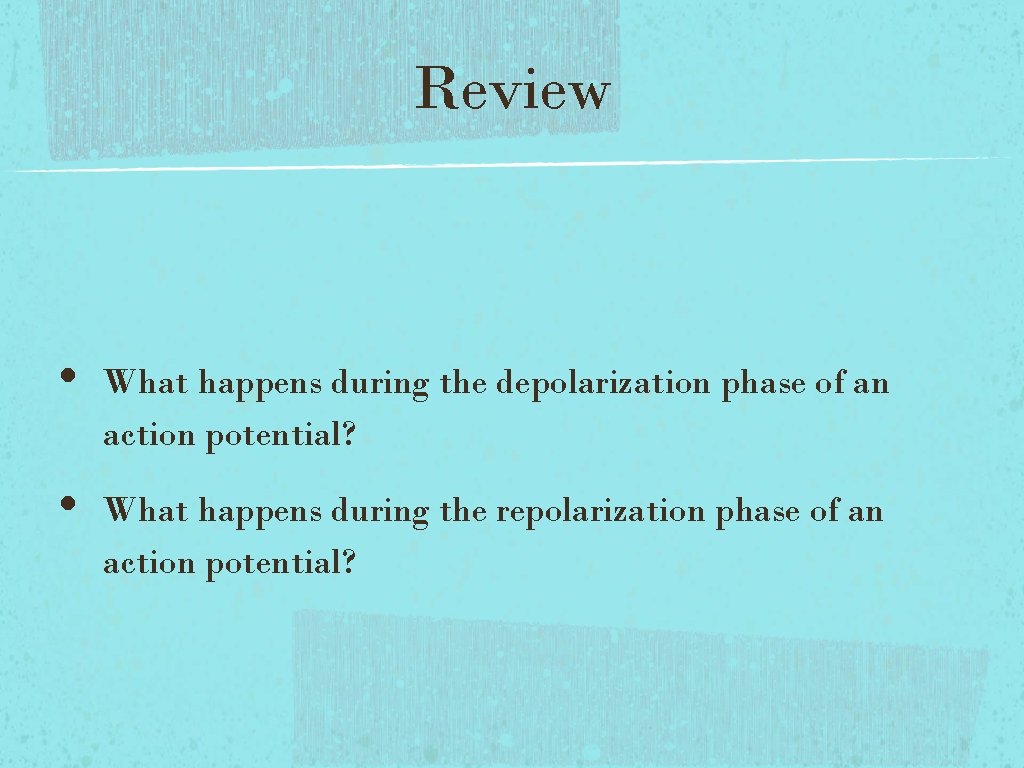 Review • • What happens during the depolarization phase of an action potential? What Review • • What happens during the depolarization phase of an action potential? What