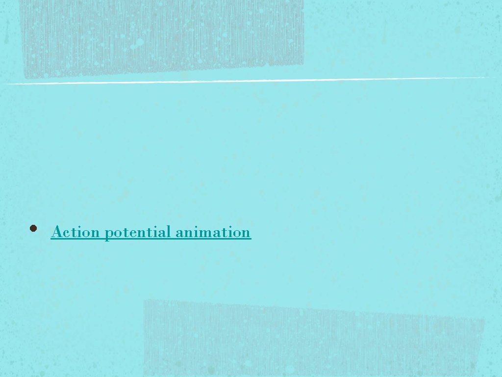 • Action potential animation • Action potential animation