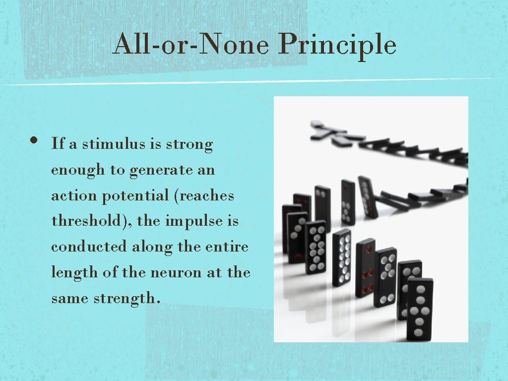 All-or-None Principle • If a stimulus is strong enough to generate an action potential All-or-None Principle • If a stimulus is strong enough to generate an action potential