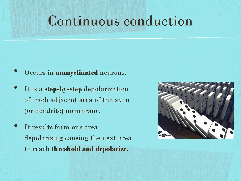 Continuous conduction • • • Occurs in unmyelinated neurons. It is a step-by-step depolarization Continuous conduction • • • Occurs in unmyelinated neurons. It is a step-by-step depolarization