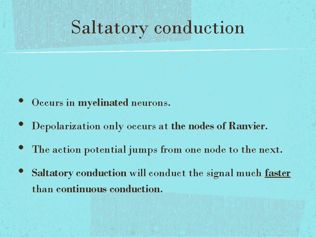 Saltatory conduction • • Occurs in myelinated neurons. Depolarization only occurs at the nodes Saltatory conduction • • Occurs in myelinated neurons. Depolarization only occurs at the nodes