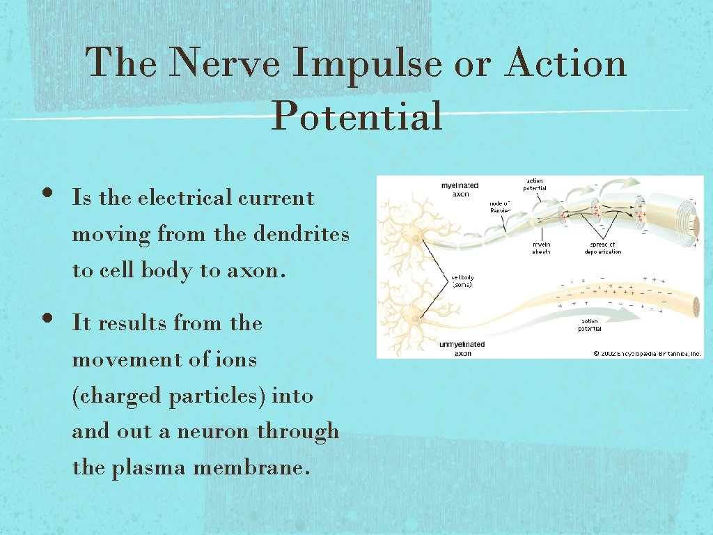 The Nerve Impulse or Action Potential • • Is the electrical current moving from The Nerve Impulse or Action Potential • • Is the electrical current moving from