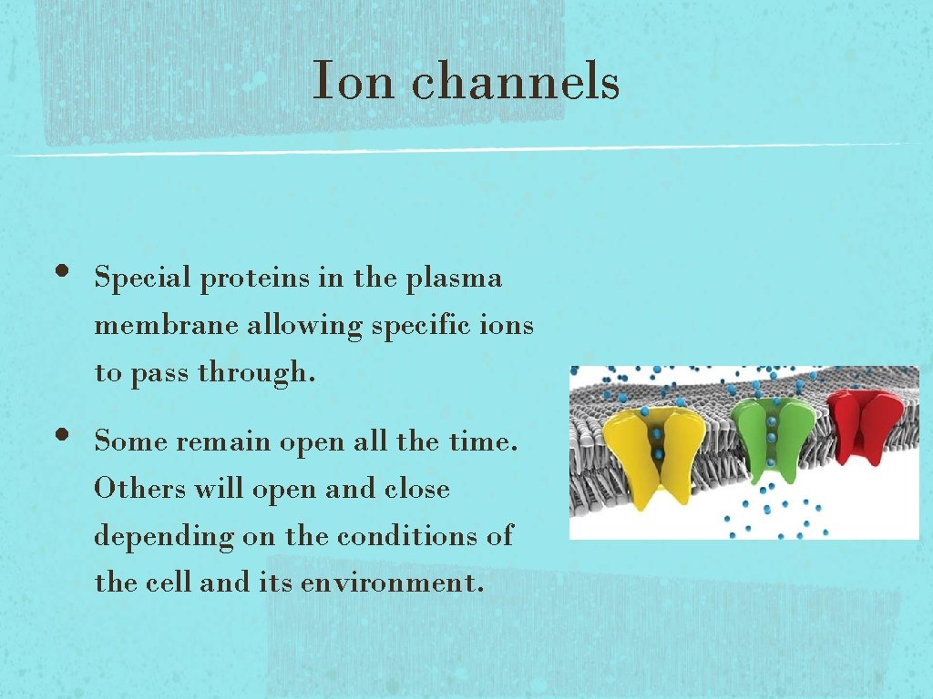 Ion channels • • Special proteins in the plasma membrane allowing specific ions to Ion channels • • Special proteins in the plasma membrane allowing specific ions to