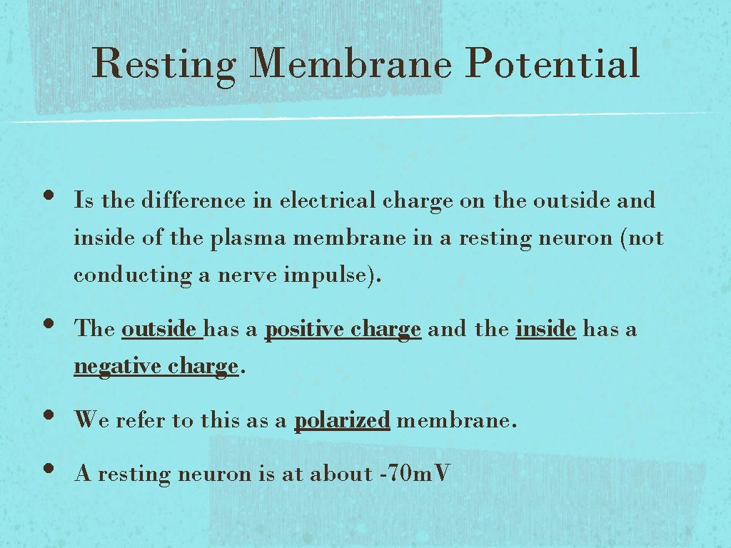 Resting Membrane Potential • • Is the difference in electrical charge on the outside Resting Membrane Potential • • Is the difference in electrical charge on the outside