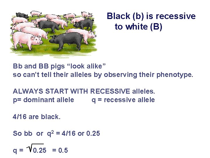 Black (b) is recessive to white (B) Bb and BB pigs “look alike” so
