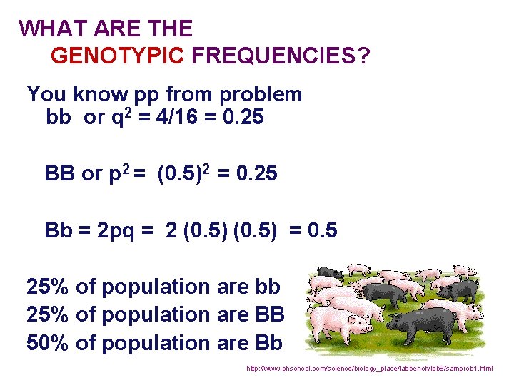WHAT ARE THE GENOTYPIC FREQUENCIES? You know pp from problem bb or q 2