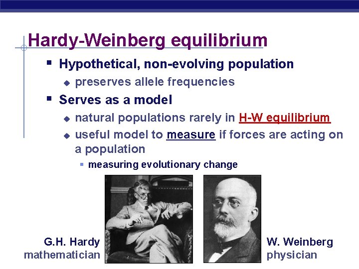 Hardy-Weinberg equilibrium § Hypothetical, non-evolving population u preserves allele frequencies § Serves as a