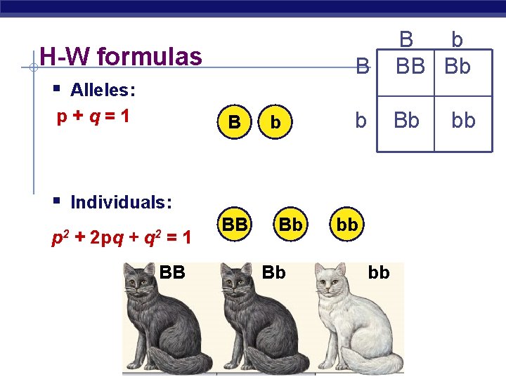 H-W formulas § Alleles: p+q=1 B b BB Bb b Bb § Individuals: p