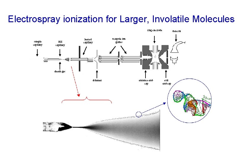 Electrospray ionization for Larger, Involatile Molecules ring electrode sample capillary ESI capillary heated capillary