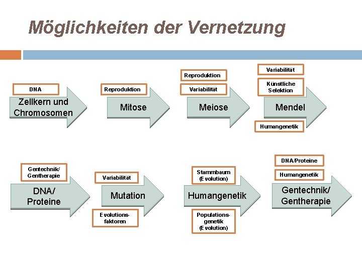 Möglichkeiten der Vernetzung Reproduktion DNA Zellkern und Chromosomen Reproduktion Mitose Variabilität Meiose Variabilität Künstliche