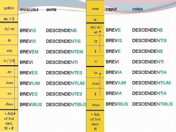 musculus aorta caput colon BREVIS DESCENDENS BREVE DESCENDENS BREVIS DESCENDENTIS BREVEM DESCENDENTEM BREVE DESCENDENS