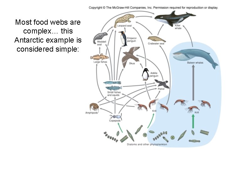 Most food webs are complex… this Antarctic example is considered simple: Most food webs are complex… this Antarctic example is considered simple: