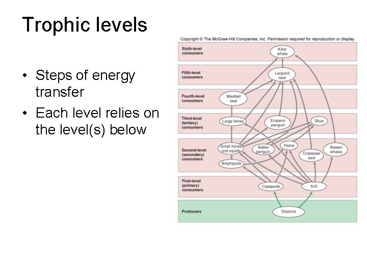 Trophic levels • Steps of energy transfer • Each level relies on the level(s) Trophic levels • Steps of energy transfer • Each level relies on the level(s)