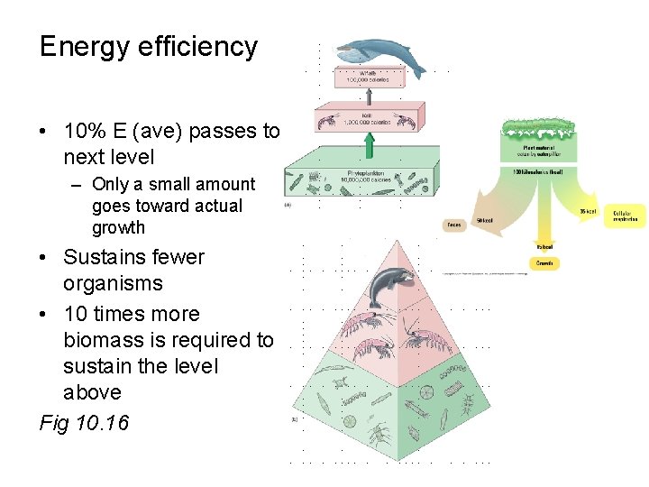 Energy efficiency • 10% E (ave) passes to next level – Only a small Energy efficiency • 10% E (ave) passes to next level – Only a small