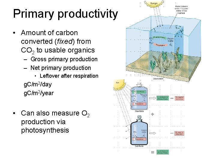 Primary productivity • Amount of carbon converted (fixed) from CO 2 to usable organics Primary productivity • Amount of carbon converted (fixed) from CO 2 to usable organics