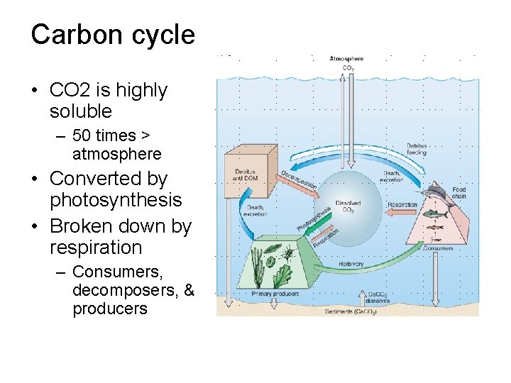 Carbon cycle • CO 2 is highly soluble – 50 times > atmosphere • Carbon cycle • CO 2 is highly soluble – 50 times > atmosphere •