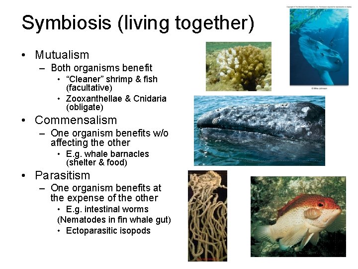 Symbiosis (living together) • Mutualism – Both organisms benefit • “Cleaner” shrimp & fish Symbiosis (living together) • Mutualism – Both organisms benefit • “Cleaner” shrimp & fish