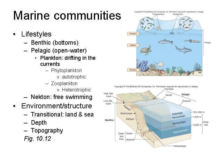 Marine communities • Lifestyles – Benthic (bottoms) – Pelagic (open-water) • Plankton: drifting in Marine communities • Lifestyles – Benthic (bottoms) – Pelagic (open-water) • Plankton: drifting in
