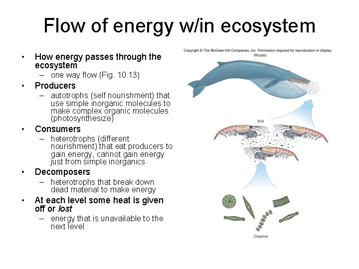 Flow of energy w/in ecosystem • How energy passes through the ecosystem – one Flow of energy w/in ecosystem • How energy passes through the ecosystem – one