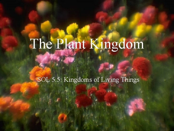 The Plant Kingdom SOL 5. 5: Kingdoms of Living Things 