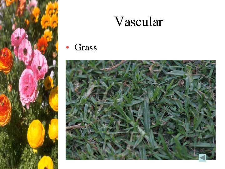 Vascular • Grass 