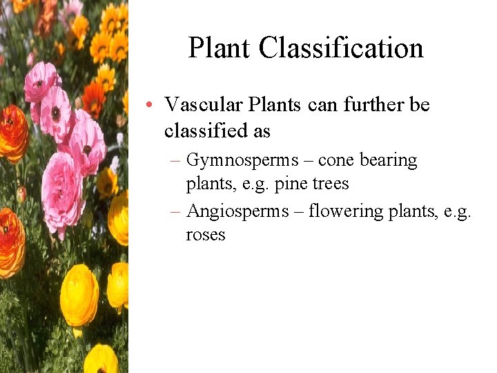 Plant Classification • Vascular Plants can further be classified as – Gymnosperms – cone
