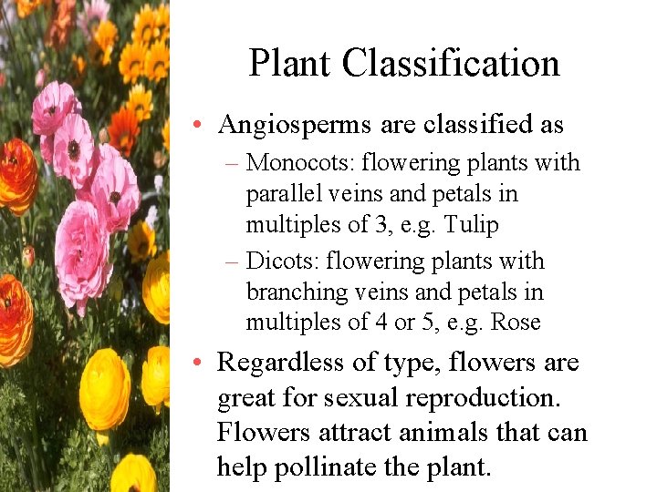 Plant Classification • Angiosperms are classified as – Monocots: flowering plants with parallel veins