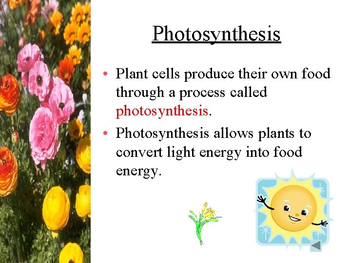 Photosynthesis • Plant cells produce their own food through a process called photosynthesis. •