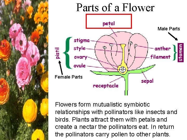 Parts of a Flower Male Parts Female Parts Flowers form mutualistic symbiotic relationships with