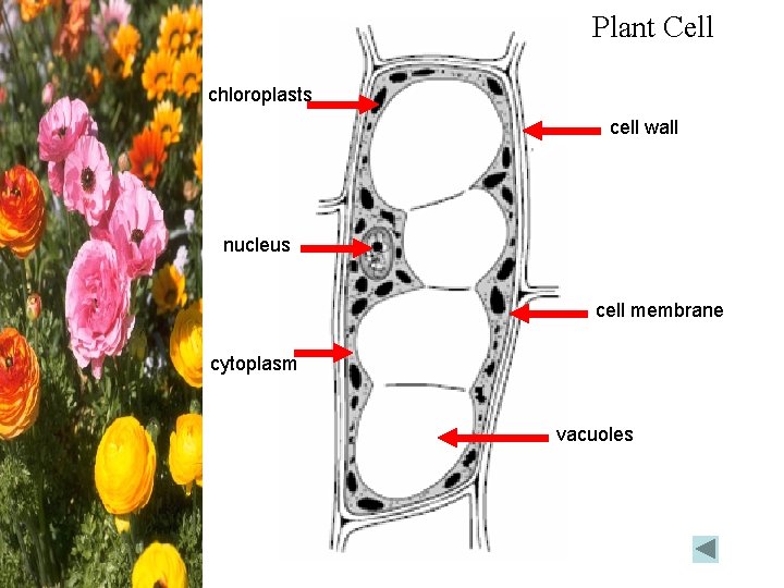Plant Cell chloroplasts cell wall nucleus cell membrane cytoplasm vacuoles 