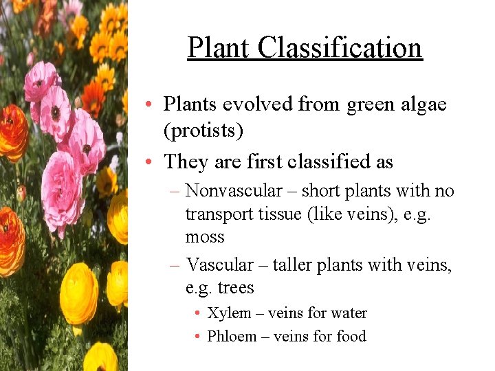 Plant Classification • Plants evolved from green algae (protists) • They are first classified