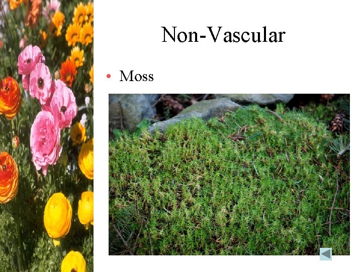 Non-Vascular • Moss 