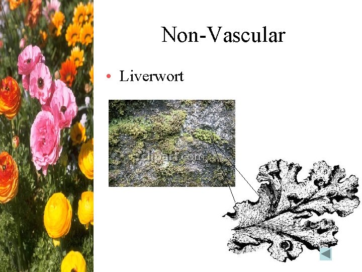 Non-Vascular • Liverwort 