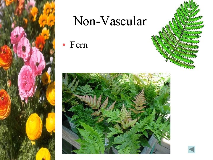 Non-Vascular • Fern 