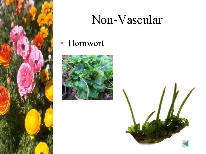 Non-Vascular • Hornwort 