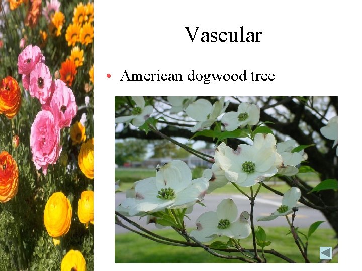 Vascular • American dogwood tree 