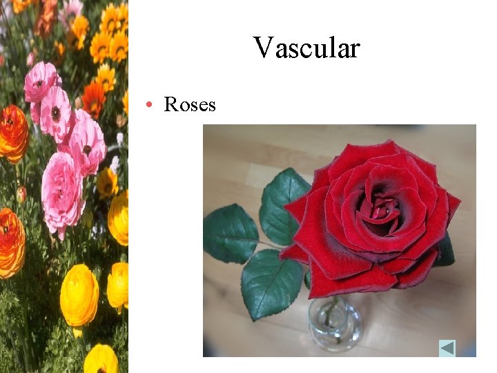 Vascular • Roses 