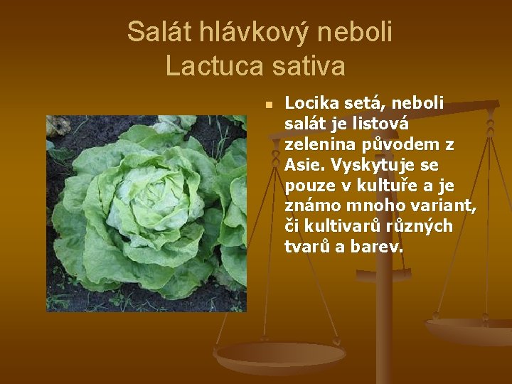 Salát hlávkový neboli Lactuca sativa n Locika setá, neboli salát je listová zelenina původem