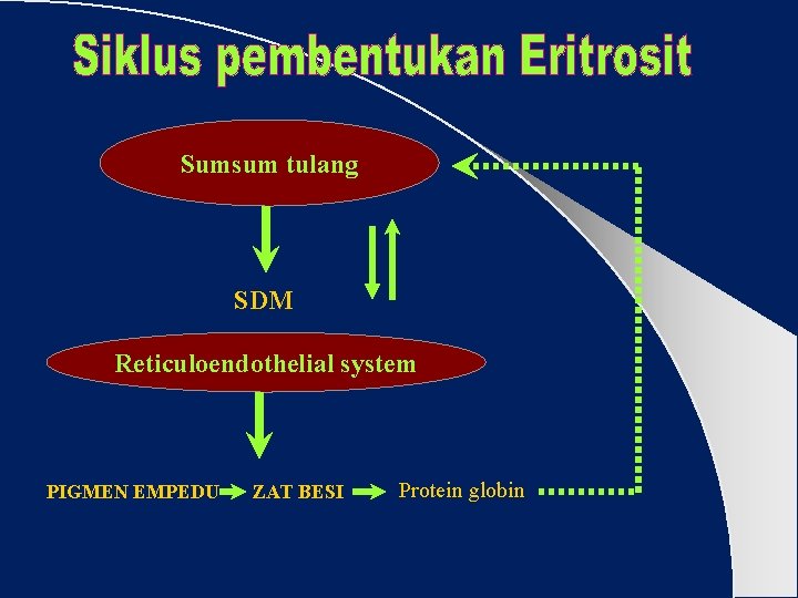 Sumsum tulang SDM Reticuloendothelial system PIGMEN EMPEDU ZAT BESI Protein globin 