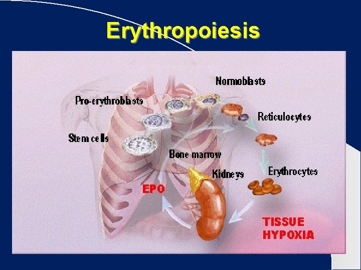 Erythropoiesis 