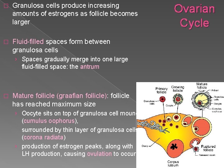 � Granulosa cells produce increasing amounts of estrogens as follicle becomes larger � Fluid-filled