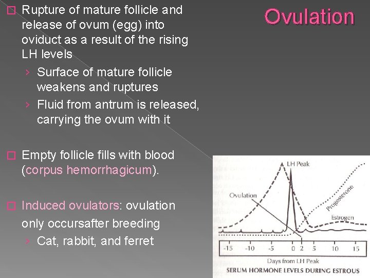 � Rupture of mature follicle and release of ovum (egg) into oviduct as a