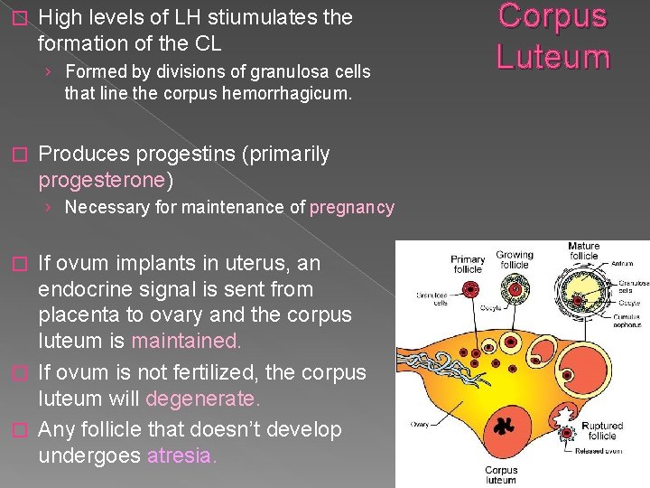 � High levels of LH stiumulates the formation of the CL › Formed by