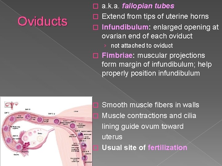 a. k. a. fallopian tubes � Extend from tips of uterine horns � Infundibulum: