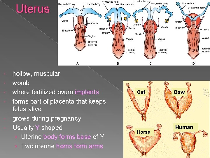 Uterus hollow, muscular womb where fertilized ovum implants forms part of placenta that keeps