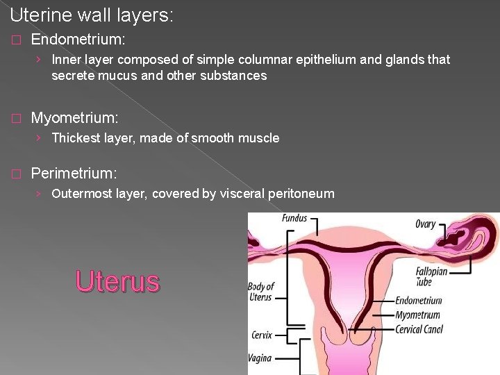 Uterine wall layers: � Endometrium: › Inner layer composed of simple columnar epithelium and
