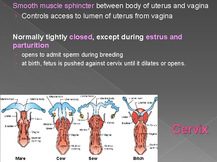  Smooth muscle sphincter between body of uterus and vagina › Controls access to