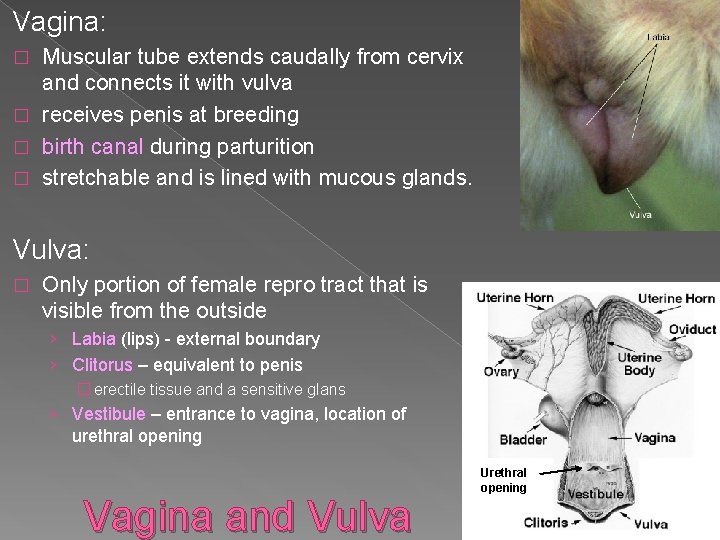 Vagina: Muscular tube extends caudally from cervix and connects it with vulva � receives