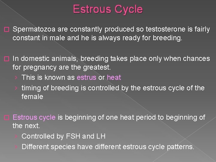Estrous Cycle � Spermatozoa are constantly produced so testosterone is fairly constant in male