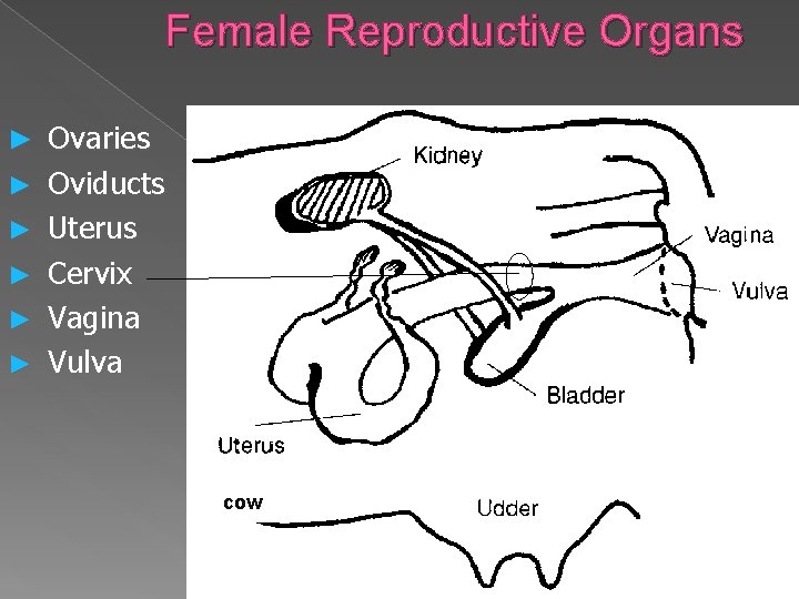 Female Reproductive Organs ► Ovaries ► ► ► Oviducts Uterus Cervix Vagina Vulva Ovary